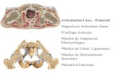Articulacion de la cadera  con radiológica y perthes