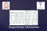 Clase superficies dentarias