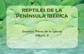 Reptiles De La PeníNsula Ibérica