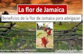 La flor de jamaica propiedades y beneficios