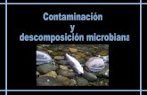 Tecnología de Productos Pesqueros [Contaminación y Descomposición Pescado