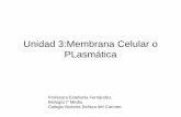 Unidad 3 membrana plasmatica