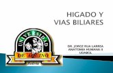 Higado y vias biliares dr j orge rua -udabol
