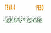 Plantas y hongos t4