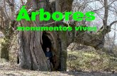 Arbores de Galicia curiosas