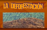 Deforestacioon xd