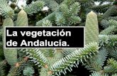 La vegetación en Andalucía