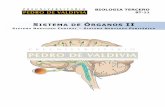 PDV: Biología Guía N°11 [3° Medio] (2012)