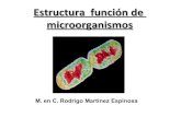 Estructura y función de microorganismos