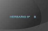 Herbario 9