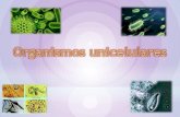 Organismos unicelulares 1.1