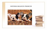Historia Bulldog Frances Galo