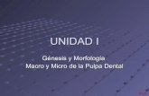Unidad i genesis y morfolofìa macro y micro de la pulpa dent