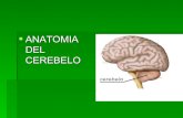 Anatomia Del Cerebelo