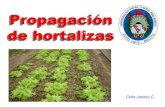 Unidad ii propagación de hortalizas