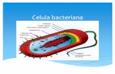 Celula bacteriana