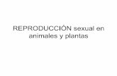 Reproducción sexual en animales y vegetales