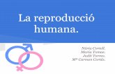 La reproducció humana biologia