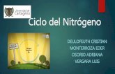 Ciclo del nitrógeno (1)