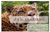 Els jaguars 2