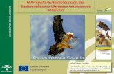 El Proyecto de Reintroducción del Quebrantahuesos (Gypaetus barbatus) en Andalucía