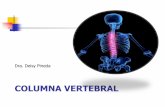 Huesos de la columna vertebral y miembro superior