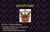 Erwin. apoptosis