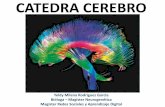 Catedra cerebro   actividades de aprendizaje colaborativo