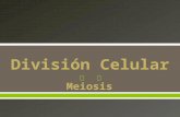División celular (meiosis)