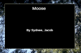 Moose presentation