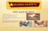 LOTE JULIO 2013 CRIADERO CALENITO GALLOS FINOS COLOMBIANOS
