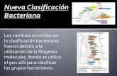 Clasificación bacteriana