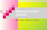 01 diferenciacion celular