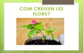 Projecte: com creixen les flors?