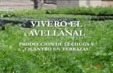 Vivero El Avellanal Presentacion