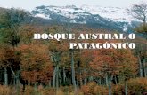 Biomas argentina bosque austral o patagónico