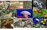 Temas 9 y 10 reino animal