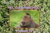 Fauna autoctona-carpincho
