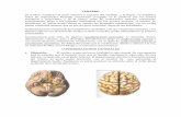 Cerebro, Cerebelo, Protuberancia Anular, Bulbo Raquideo