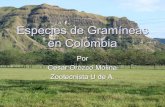 Especies de gramineas manejadas hoy en colombia
