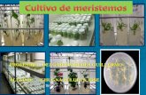 Cultivo de meristemos y la obtención de plantas libres de virus