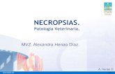 Necropsias Patología Veterinaria