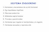 Sistema endócrino (1)