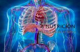 A nutrición  circulatorio e excretor