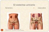 El sistema urinario vista normal