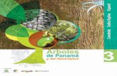 Arboles de panamá y el Neotrópico 3: Cocobolo, Cedro espino y Espavé