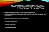 Clasificacion histotopografica y funcional de la mucosa
