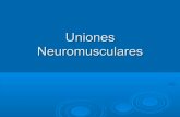 Umiones neuromusculares