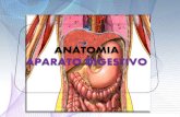 Anatomia del aparato digestivo (1)