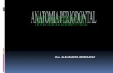 Anatomia periodontal